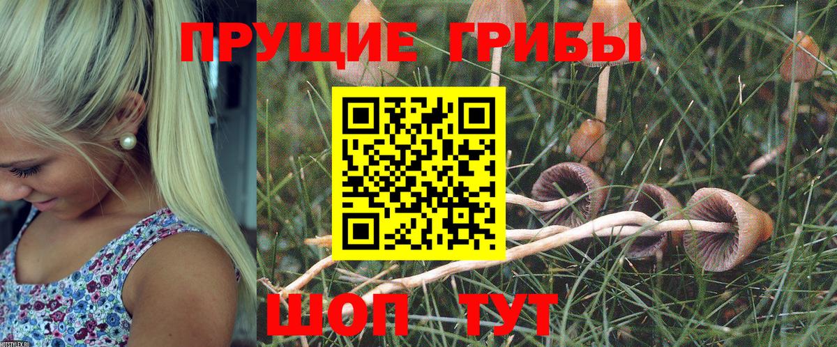 Похвистнево  Псилоцибиновые грибы Psilocybine cubensis  Вход с VPN 